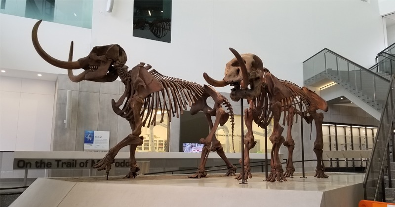 Mastodons in the Atrium