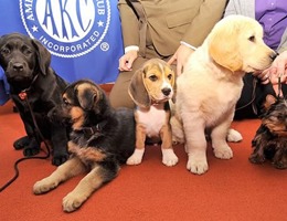 American Kennel Club