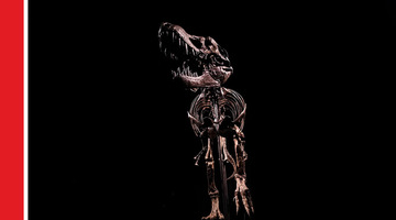 Stan the T. rex