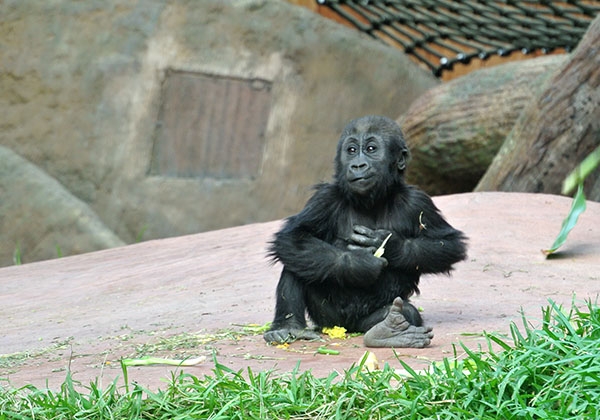 Toronto Zoo