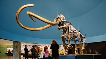 La Brea Tar Pits & Museum