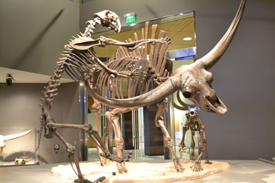 North Dakota Heritage Center, Adaptation Gallery: Geologic Time.