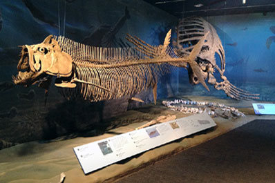 Adaptation Gallery: Geologic Time.